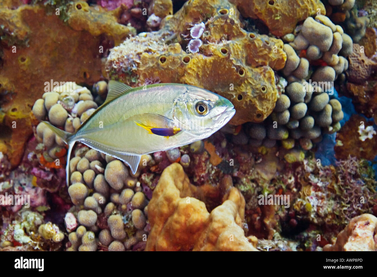 Juvenile Bar Jack, Caranx Ruber, gereinigt von juvenile spanischen Lippfische, Bodianus Rufus, Grand Bahama, Bahamas Atlantik Stockfoto