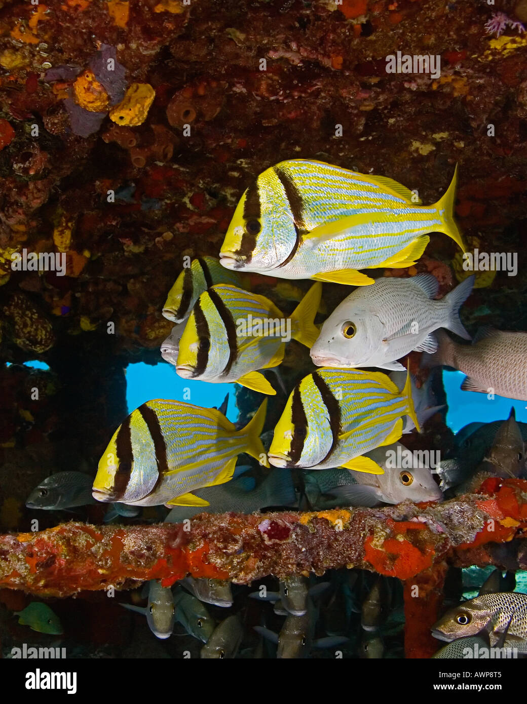 Porkfish, Anisotremus Virginicus, grauer Schnapper, Lutjanus früh und Segler Wahl Haemulon Parra, Zucker Wrack, Bahamas Stockfoto