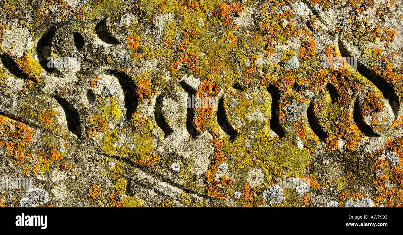 Flechten auf Grabsteinen im Kirchhof Potton bedfordshire Stockfoto