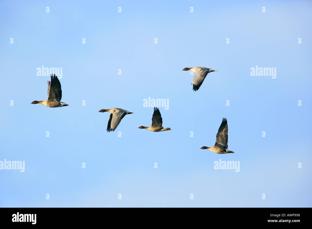 Gruppe von White-Fronted Gänse Anser Albifrons im Flug mit Blue sky Norfolk Stockfoto