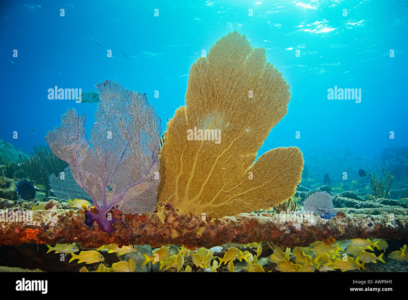 Venus-Gorgonien oder Bahama Gorgonien, Gorgonia Flabellum, mit Lavendel oder lila und gelb oder gold Variante, Bahamas Stockfoto