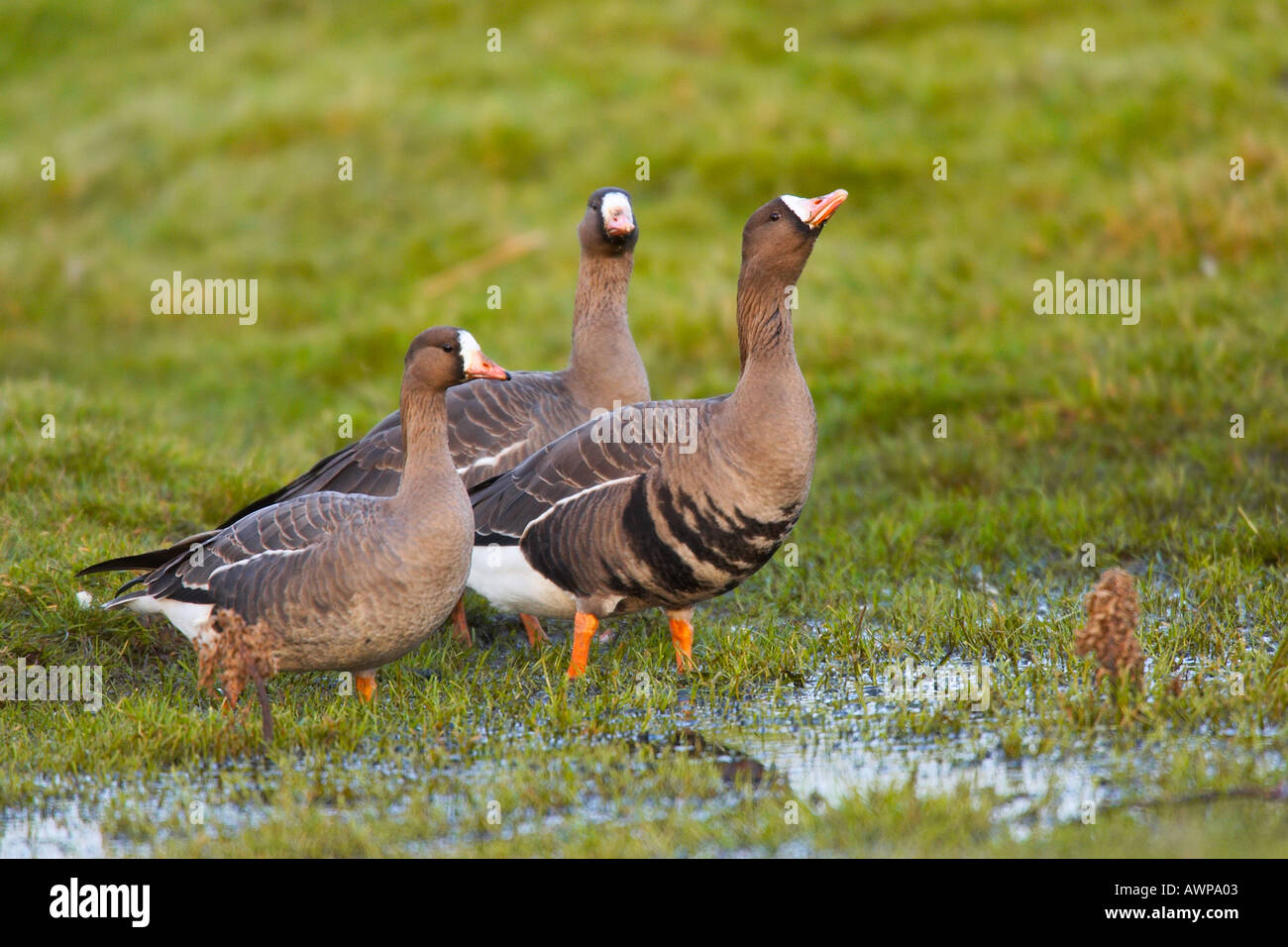 Drei weiße Fronted Gänse Anser Albifrons trinken am Tau Pon in Wiese-norfolk Stockfoto