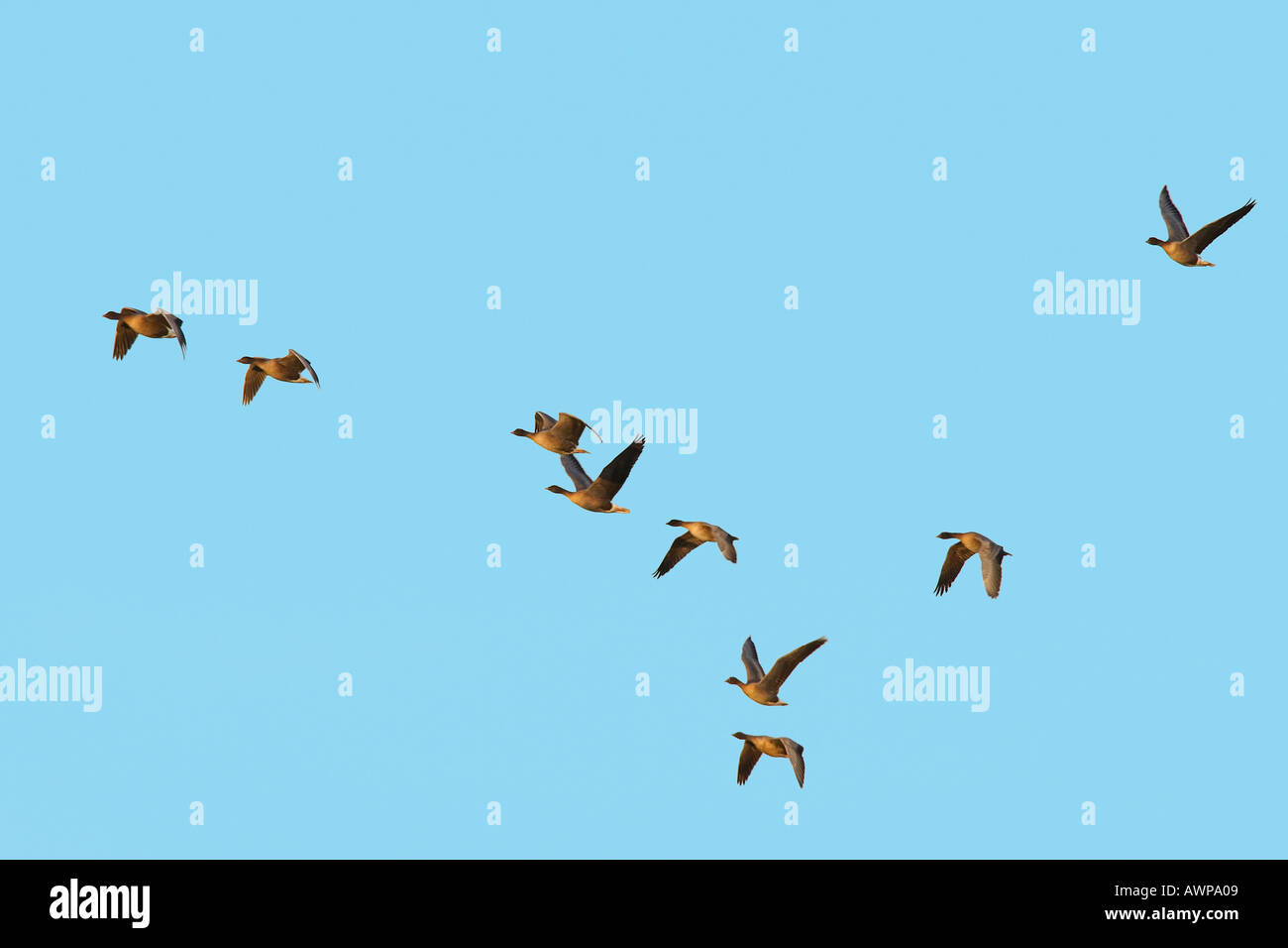 White-Fronted Goose Anser Albifrons im Flug gegen blauen Himmel norfolk Stockfoto