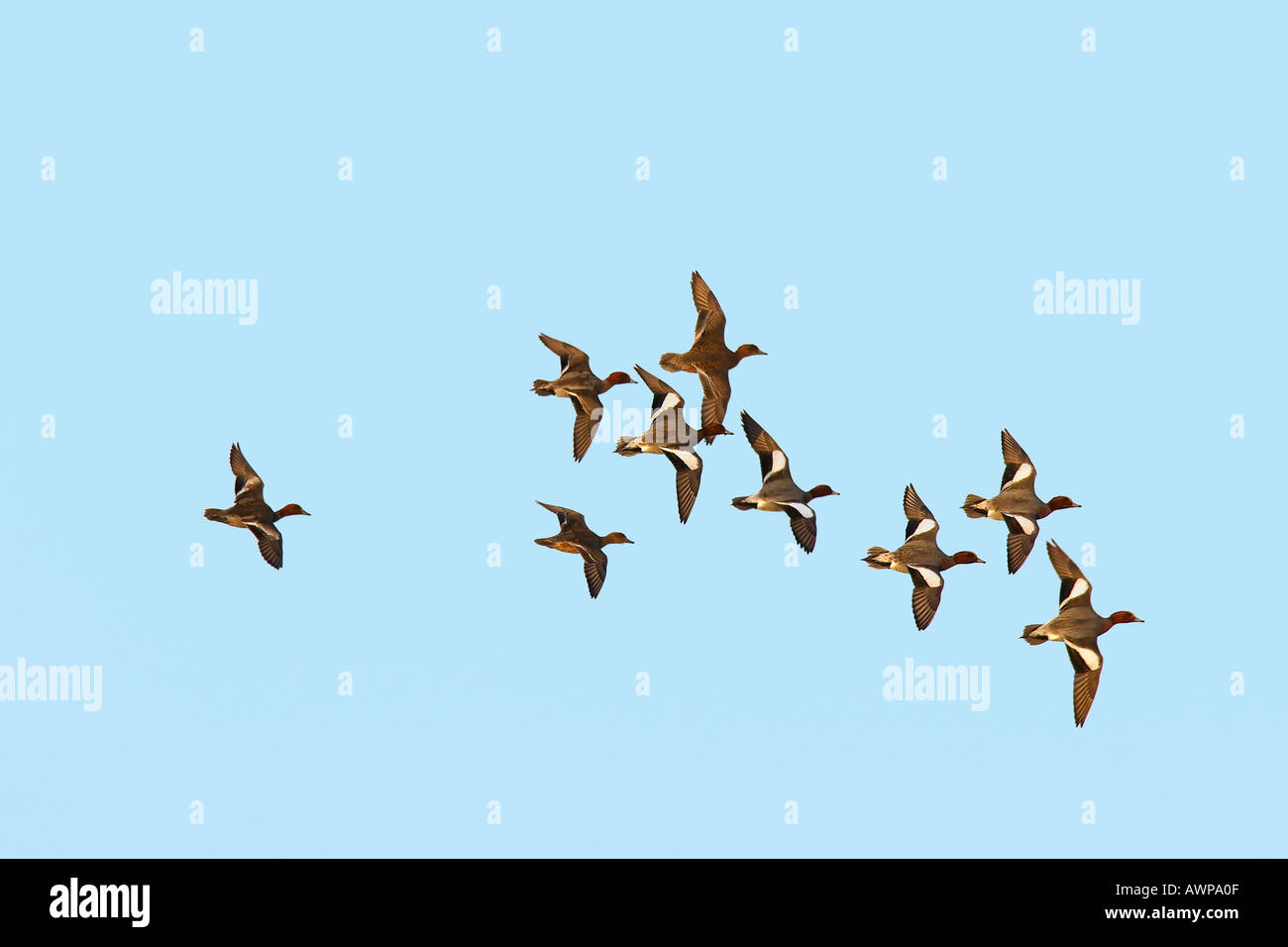 Pfeifente Anas Penelope im Flug gegen blauen Himmel norfolk Stockfoto
