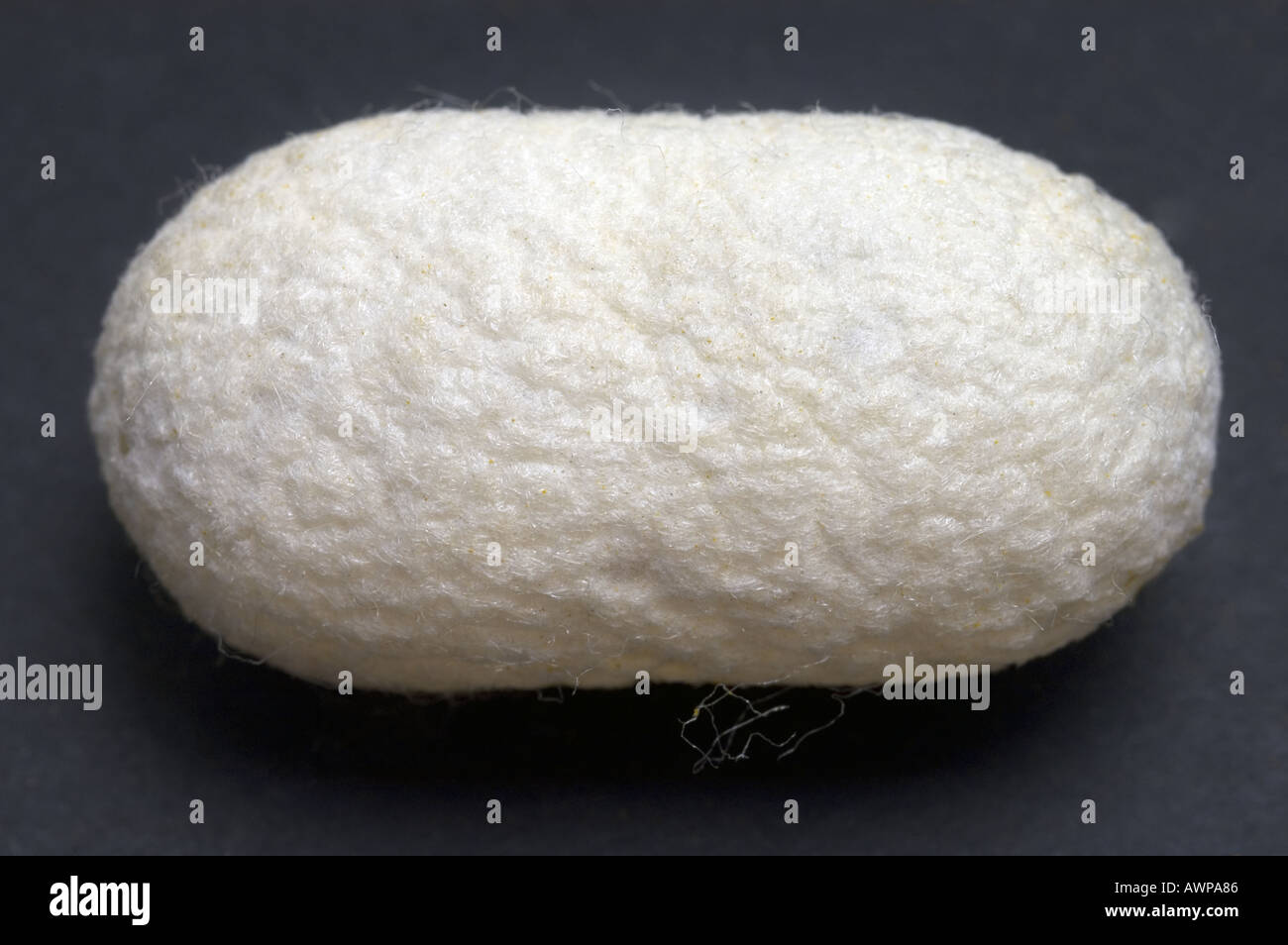 Seidenraupe Seidenraupe COCOON auf schwarzem Hintergrund dunkel Stockfoto