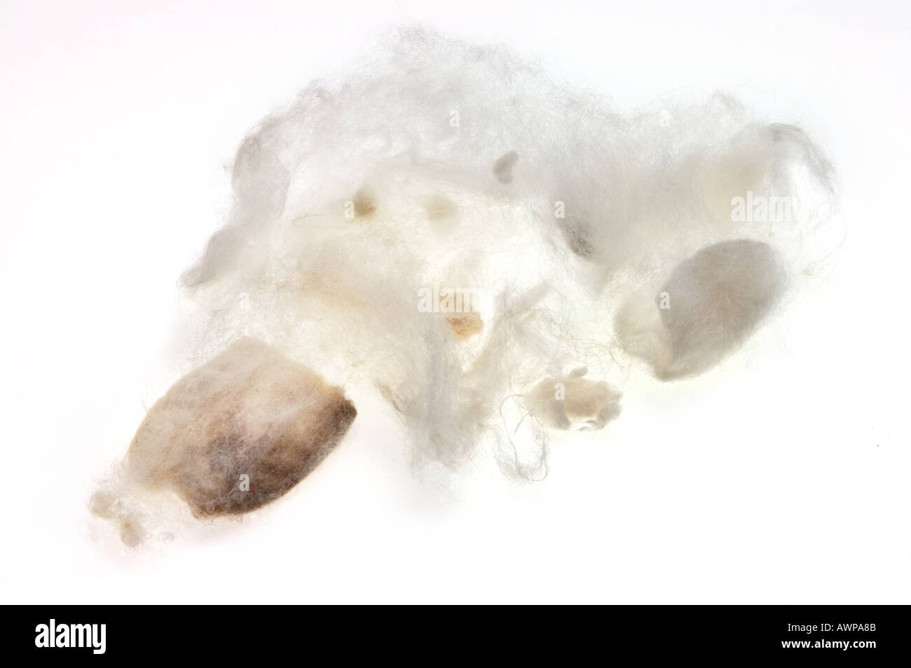 Seidenraupe Seidenraupe COCOON auf weißem Hintergrund und gelösten Seidenfasern lösen Stockfoto