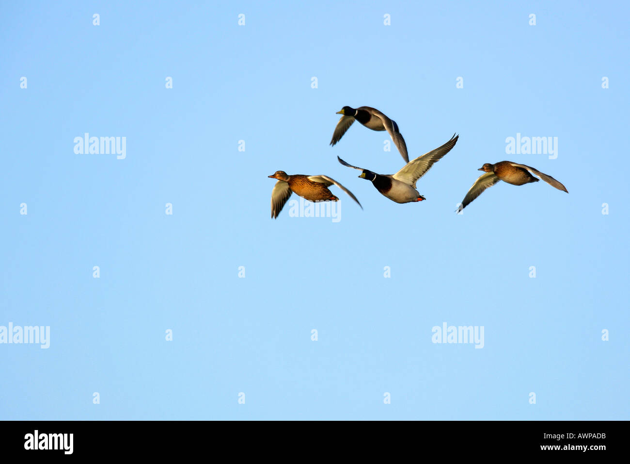 Stockente Anas Platyrhynchos im Flug mit Blue sky Welney norfolk Stockfoto