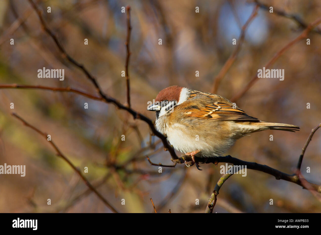 Baum-Spatz Passant Montanus thront auf Weißdorn Hecke Federn aufgeblasen Sommer Leys northamptonshire Stockfoto