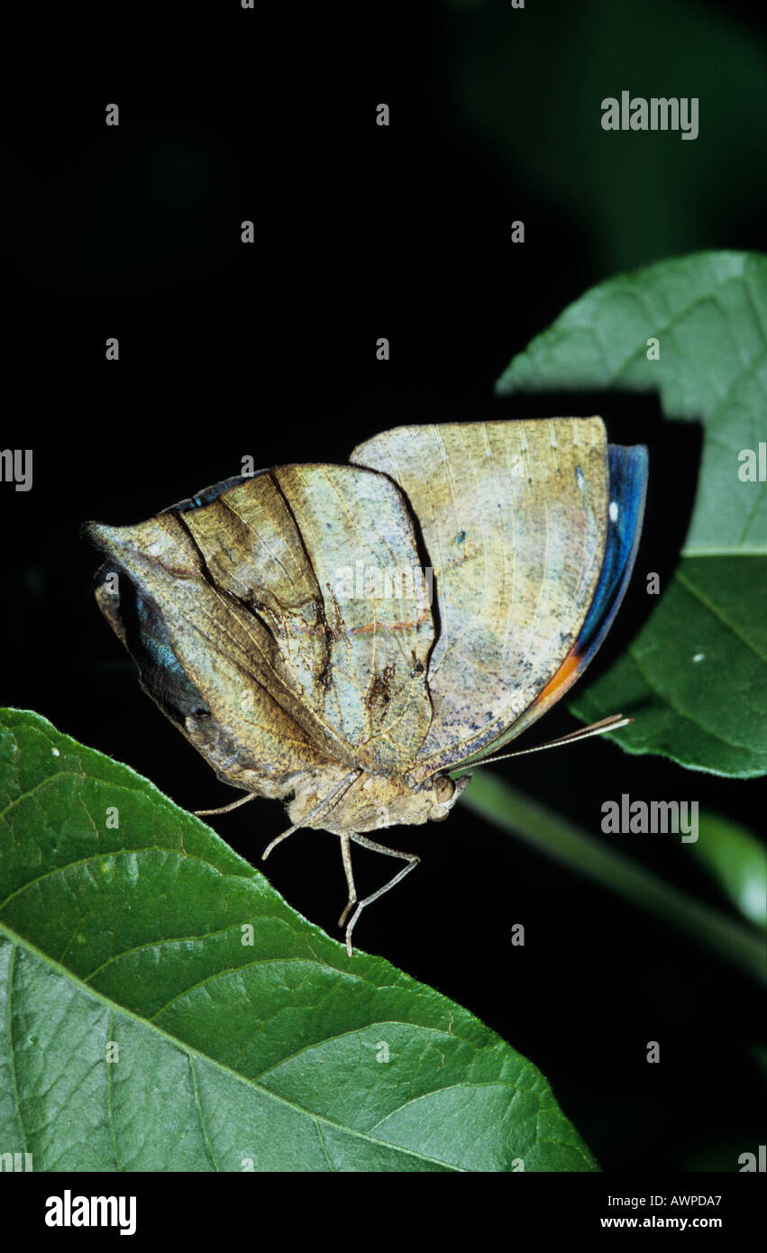 Indische Blatt Schmetterling Kallima Paralekta mit geschlossenen Flügeln Stockfoto