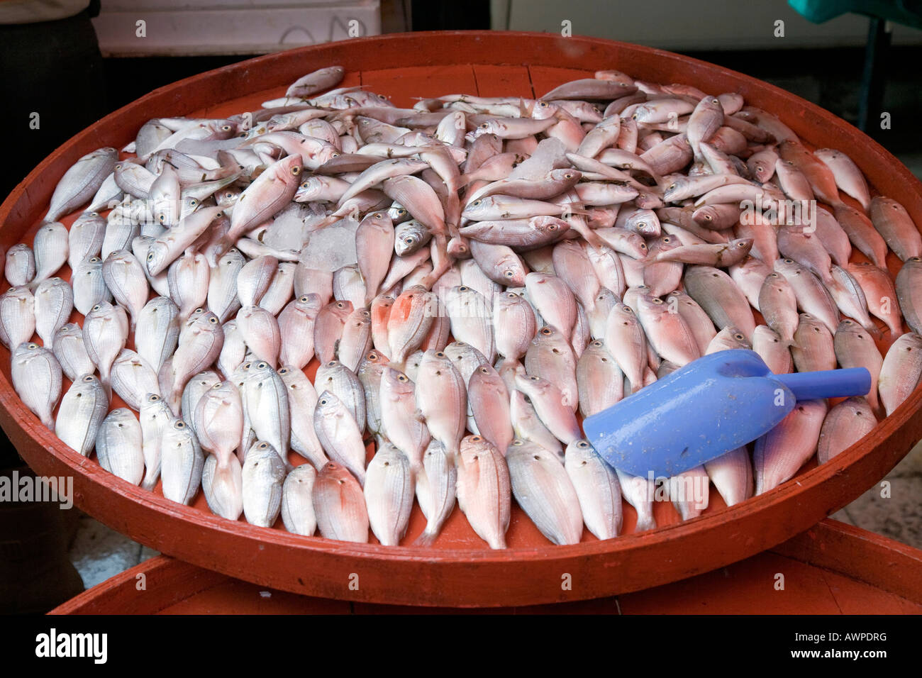 Fisch zum Verkauf an einen Marktplatz in Manavgat, Türkei, Asien Stockfoto