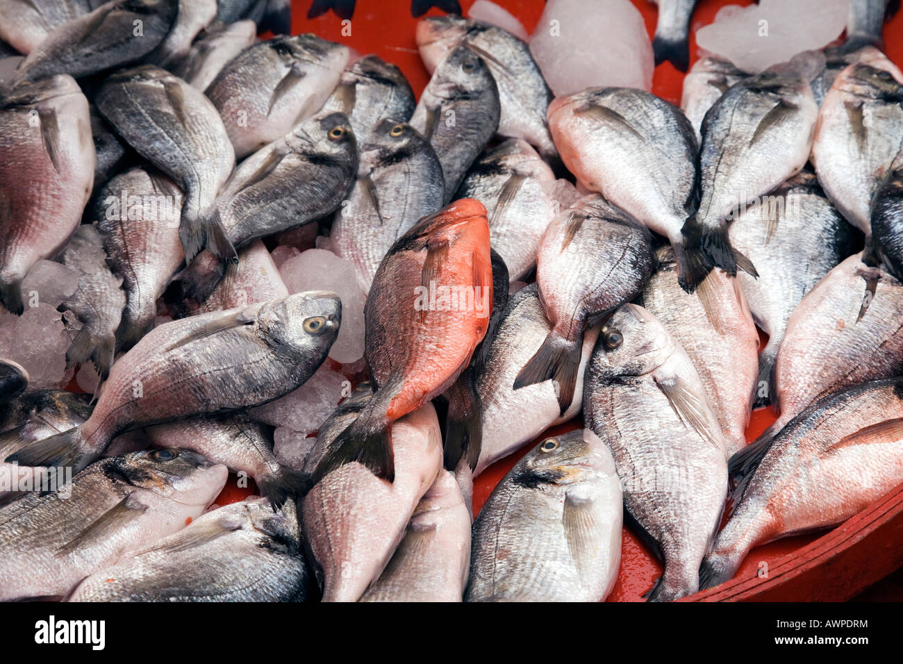 Fisch zum Verkauf an einen Marktplatz in Manavgat, Türkei, Asien Stockfoto