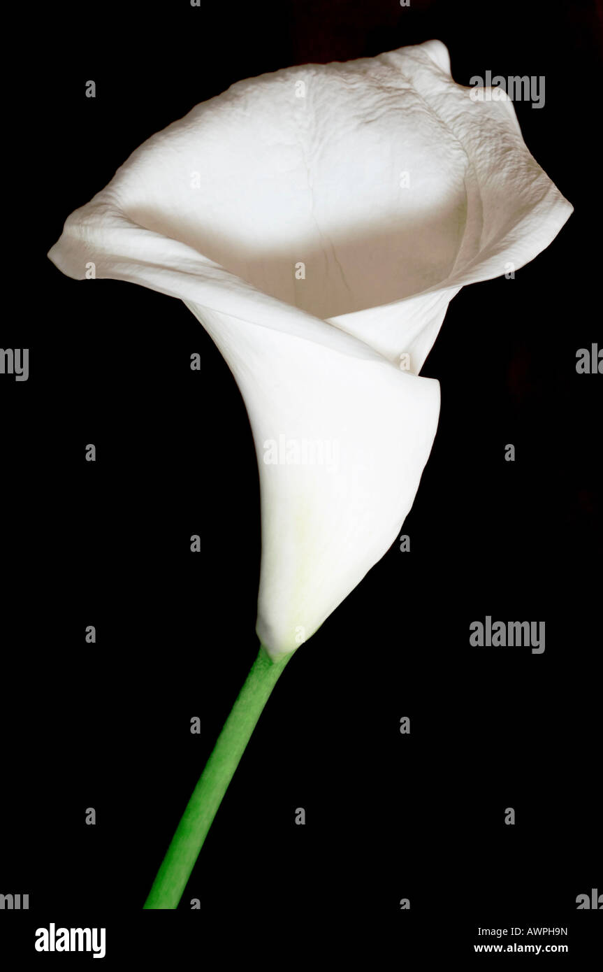 Calla Lily (Zantedeschia) Stockfoto