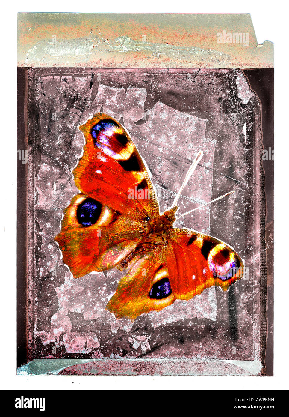 Europäische Tagpfauenauge (Inachis Io oder Nymphalis Io) auf einem strukturierten Hintergrund, Polaroid-Kunst Stockfoto