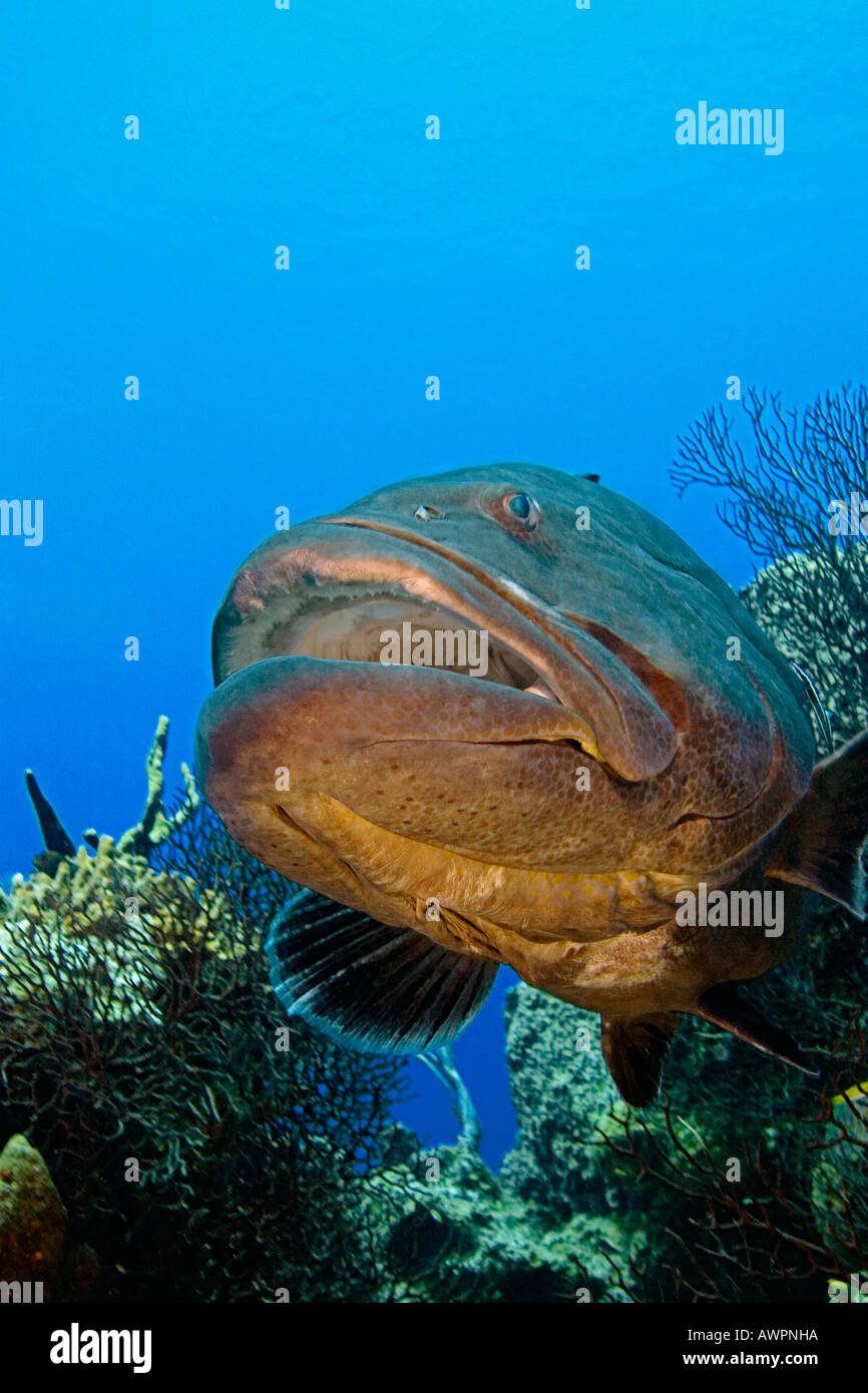 schwarze Zackenbarsch, Mycteroperca Bonaci, West End, Bahamas, Atlantik Stockfoto