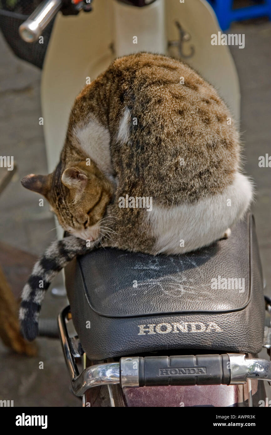 Schlafende Katze auf einem moped Stockfoto