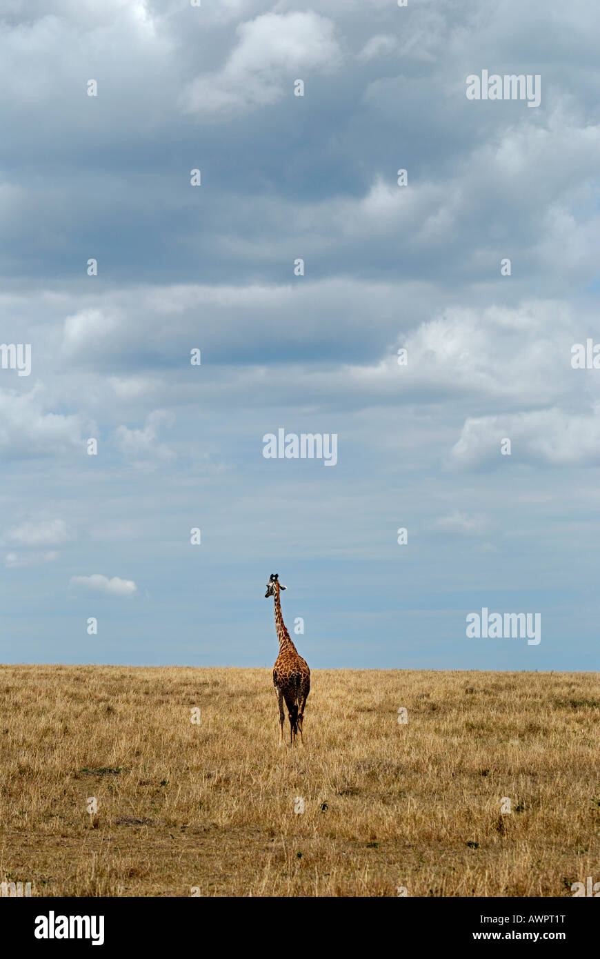 Masai-Giraffe (Giraffa Plancius Tippelskirchi) stehen in der Prärie auf seine eigene, Masai Mara Kenia Afrika Stockfoto