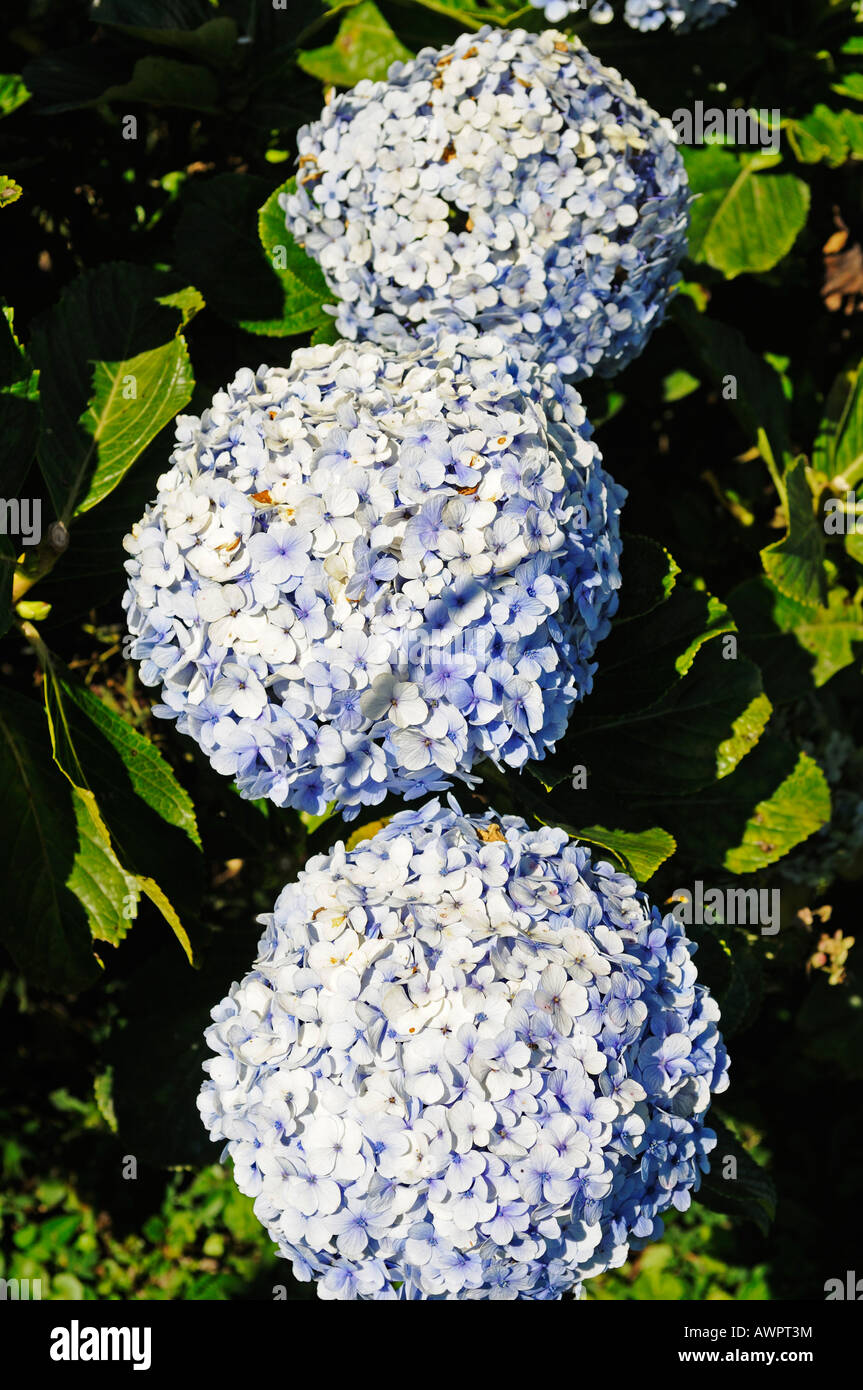 Hortensia, Hortensie, Costa Rica, Mittelamerika Stockfoto