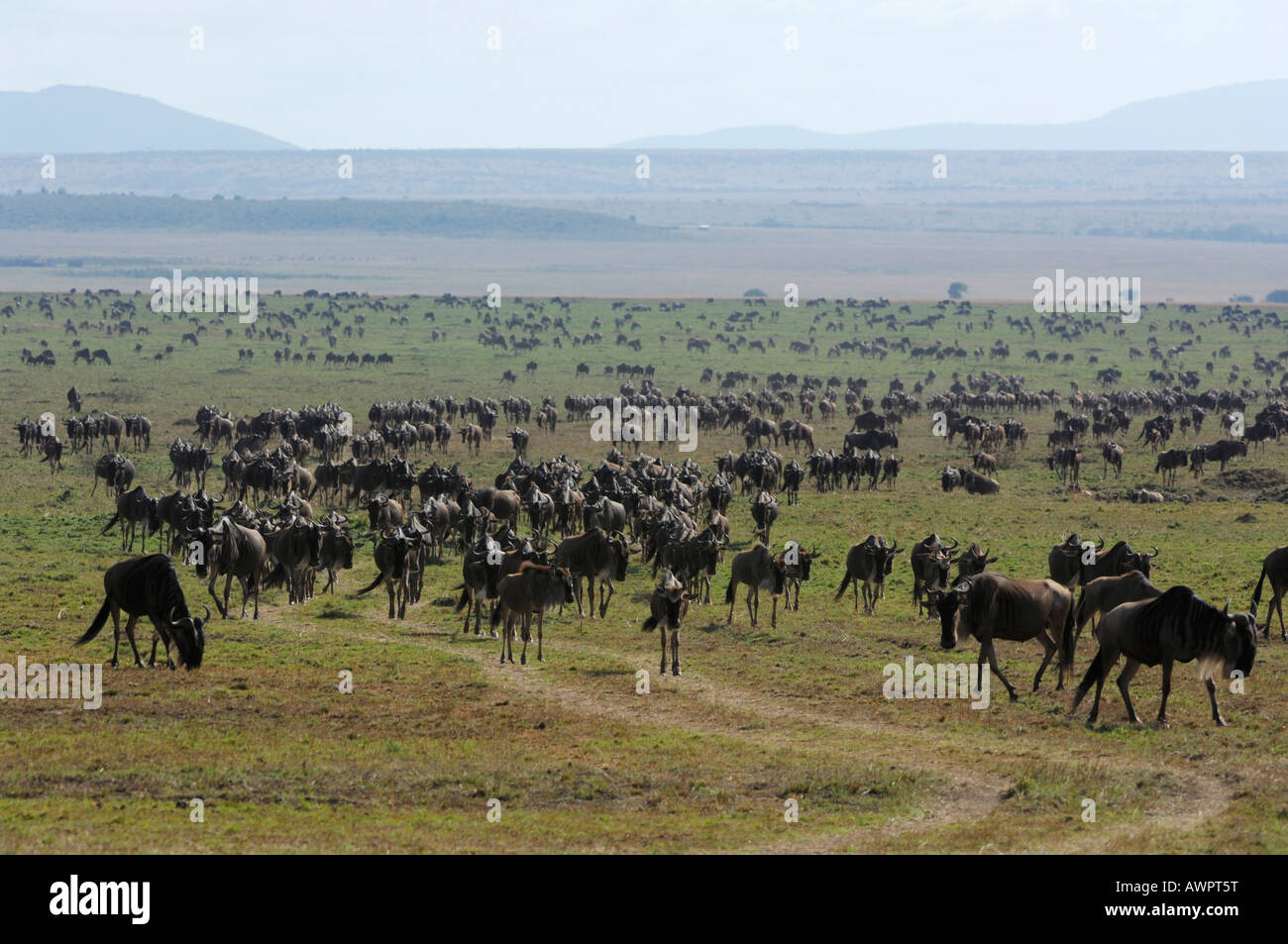 Herde von weißen bärtigen Gnus (Connochaetes Taurinus) Migration durch die Masai Mara, Kenia, Afrika Stockfoto