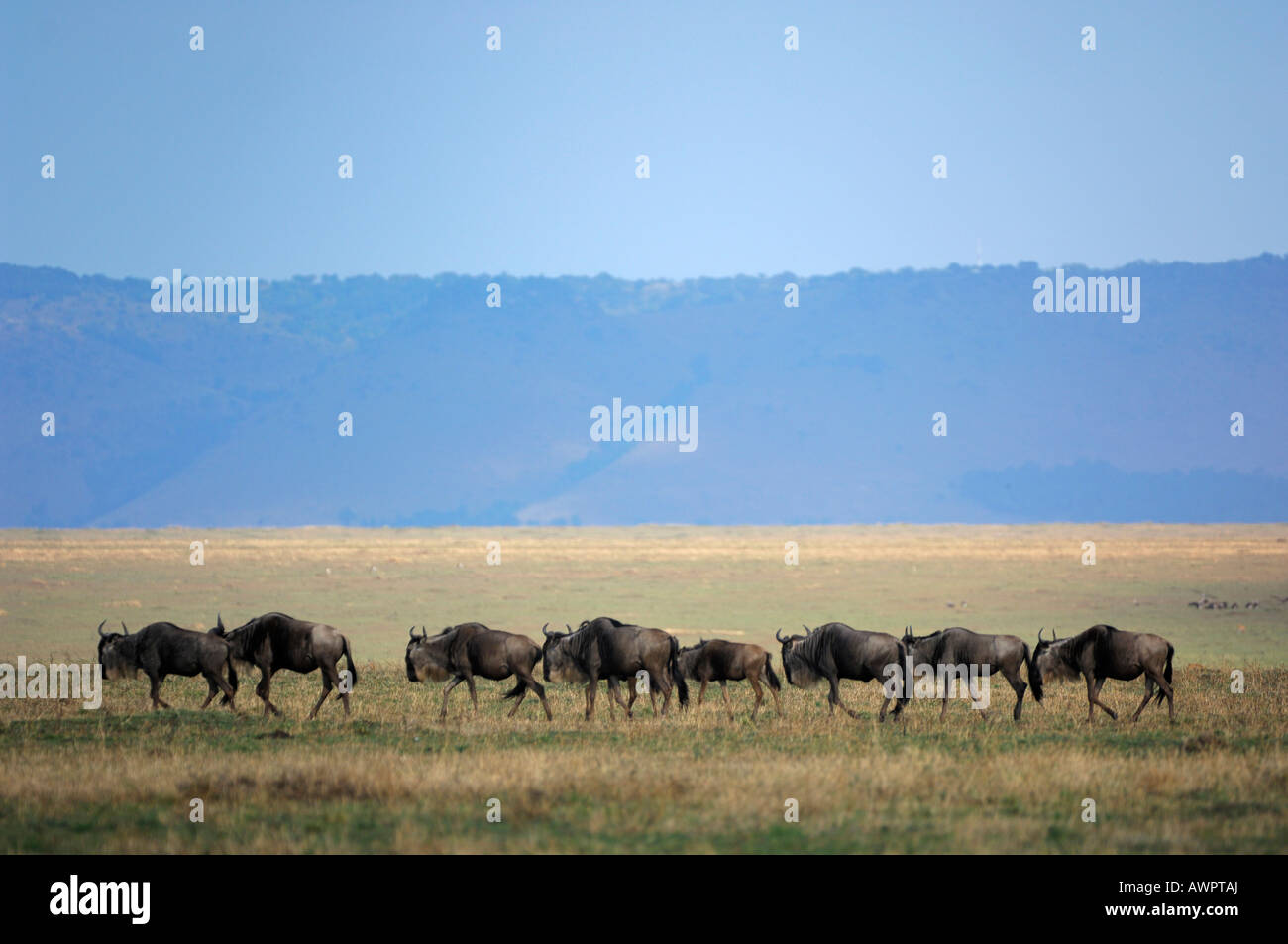 Herde von weißen bärtigen Gnus (Connochaetes Taurinus) Migration durch die Masai Mara, Kenia, Afrika Stockfoto