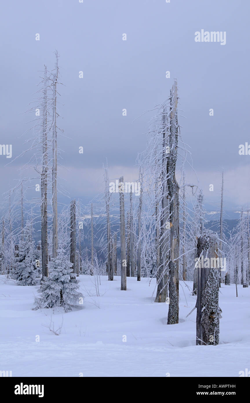 Wald, beschädigt durch Borkenkäfer, Lusen, Bayerischer Wald (Bayerischer Wald), Bayern, Deutschland, Europa Stockfoto