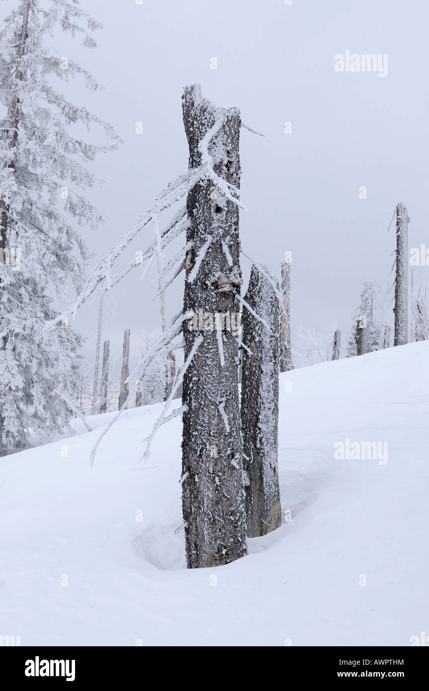 Wald, beschädigt durch Borkenkäfer und ein Sturm, Lusen, Bayerischer Wald (Bayerischer Wald), Bayern, Deutschland, Europa Stockfoto