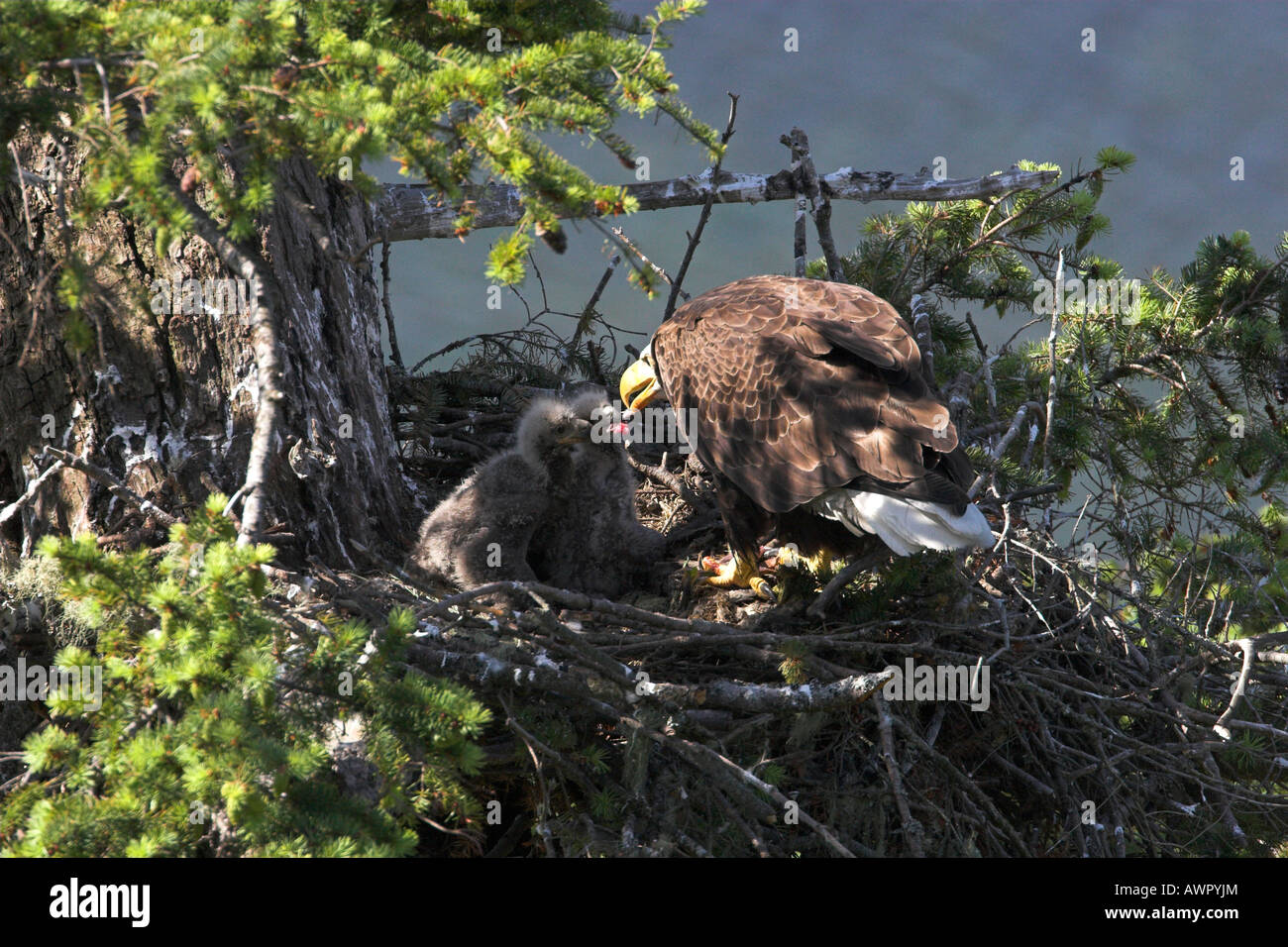 Weißkopfseeadler Haliaeetus Leucocephalus Erwachsene auf nisten zwei Jungvögel füttern Stockfoto