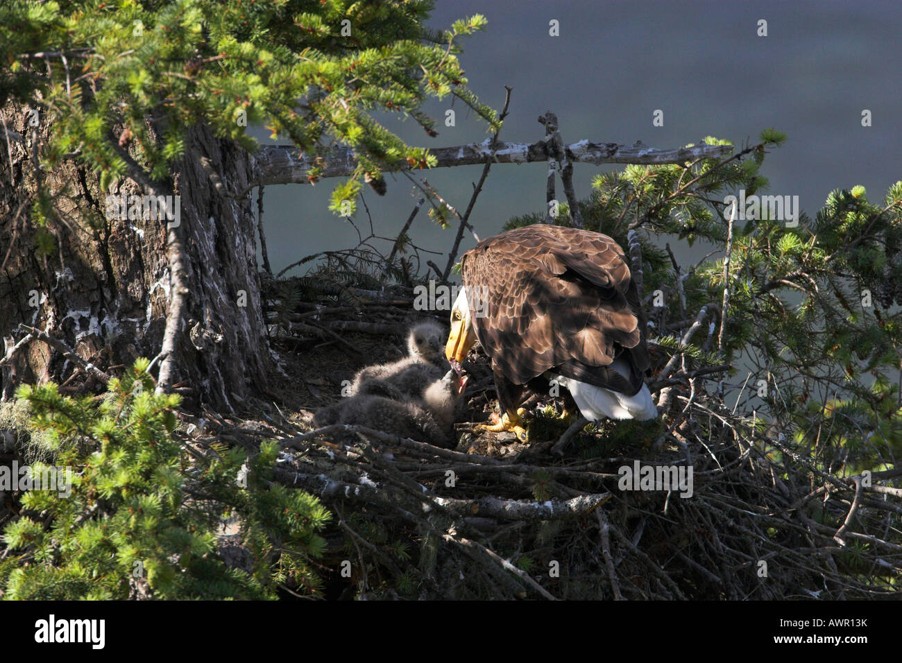 Weißkopfseeadler Haliaeetus Leucocephalus Erwachsene auf nisten zwei Jungvögel füttern Stockfoto