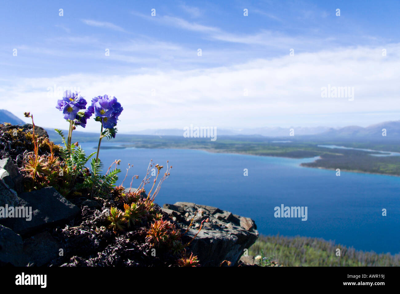 Die Jakobsleiter, Polemonium Pulcherrimum, Cathleen Lake, Yukonterritorium, Kanada Stockfoto