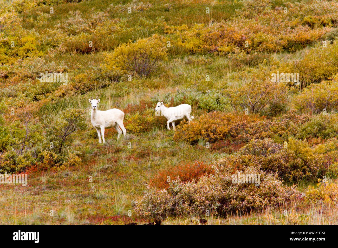 Dall-Schafe (Ovis Dalli) zu Fuß auf Herbst Tundra, Alaska, USA Stockfoto