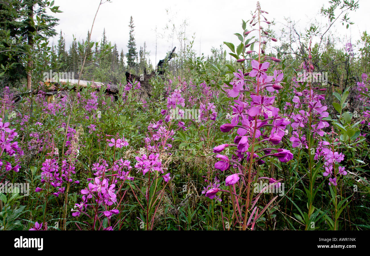 Weidenröschen oder Rosebay Weidenröschen (Epilobium Angustifolium) in Blüte, Yukon Territorium, Kanada Stockfoto