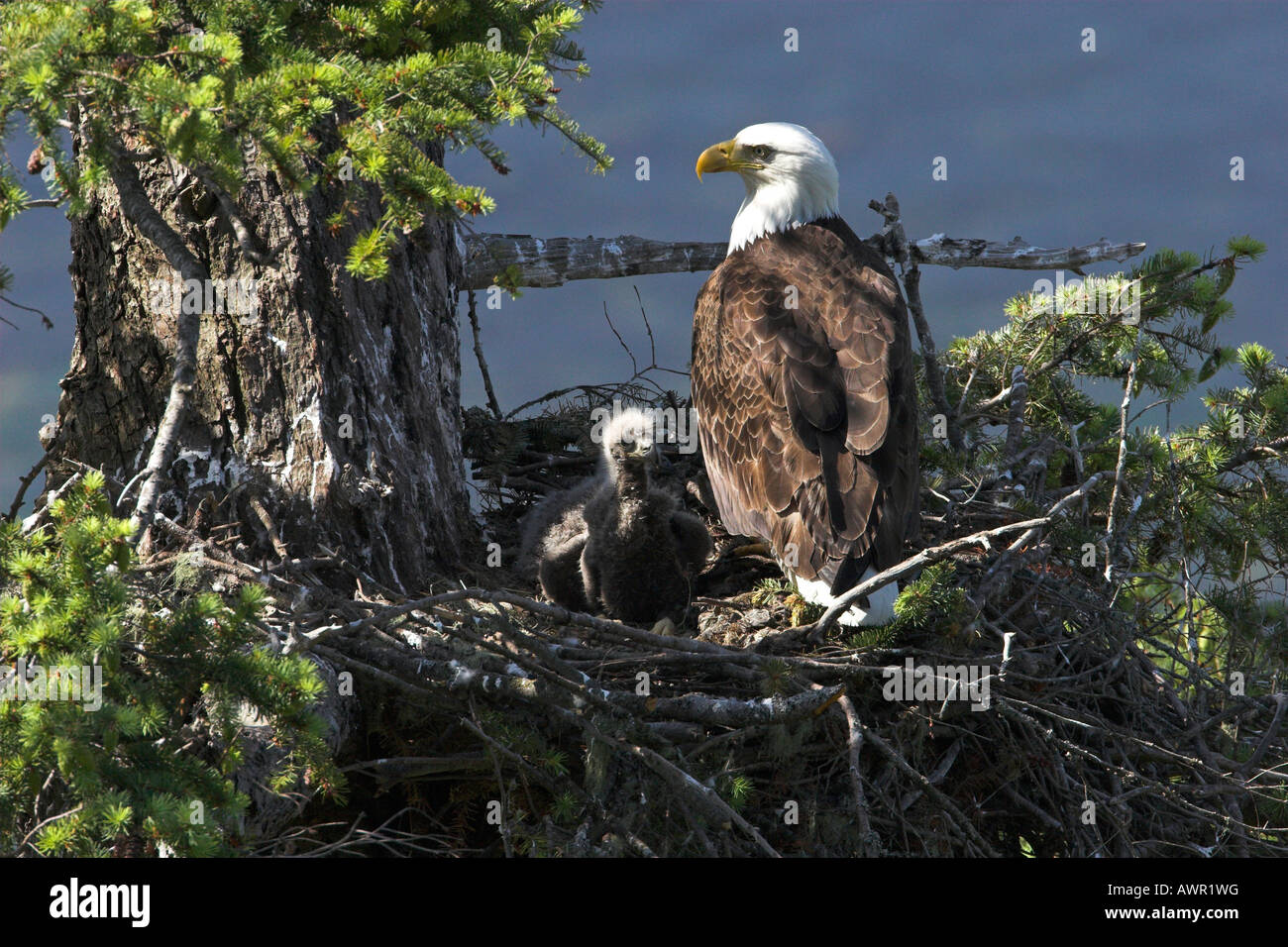 Weißkopfseeadler Haliaeetus Leucocephalus Erwachsenen auf Nest mit zwei Jungvögel Stockfoto