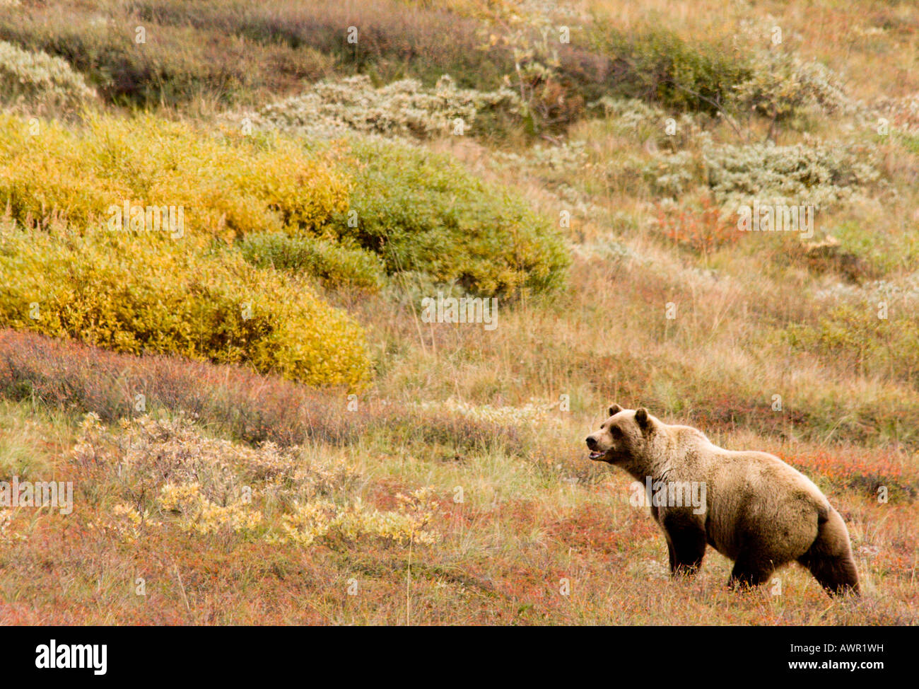 Grizzly Bär (Ursus Arctos Horribilis) männlich überqueren Herbst Tundra, Alaska, USA, Nordamerika Stockfoto