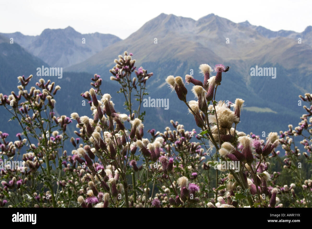 Disteln (Asteraceae), Gebirgslandschaft Stockfoto