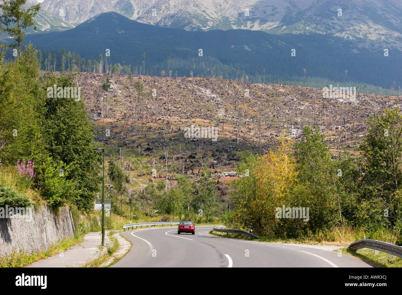 Hurrikanschäden auf der slowakischen Seite der hohen Tatra, fast die Hälfte der Bäume wurden zerstört durch einen Hurrikan auf dem 19. o Stockfoto