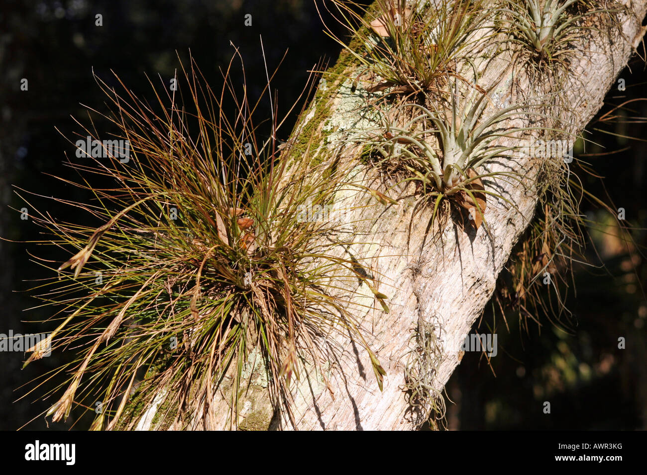 Epiphyten Parasit Pflanze im Myakka River State Park, Florida, USA Stockfoto
