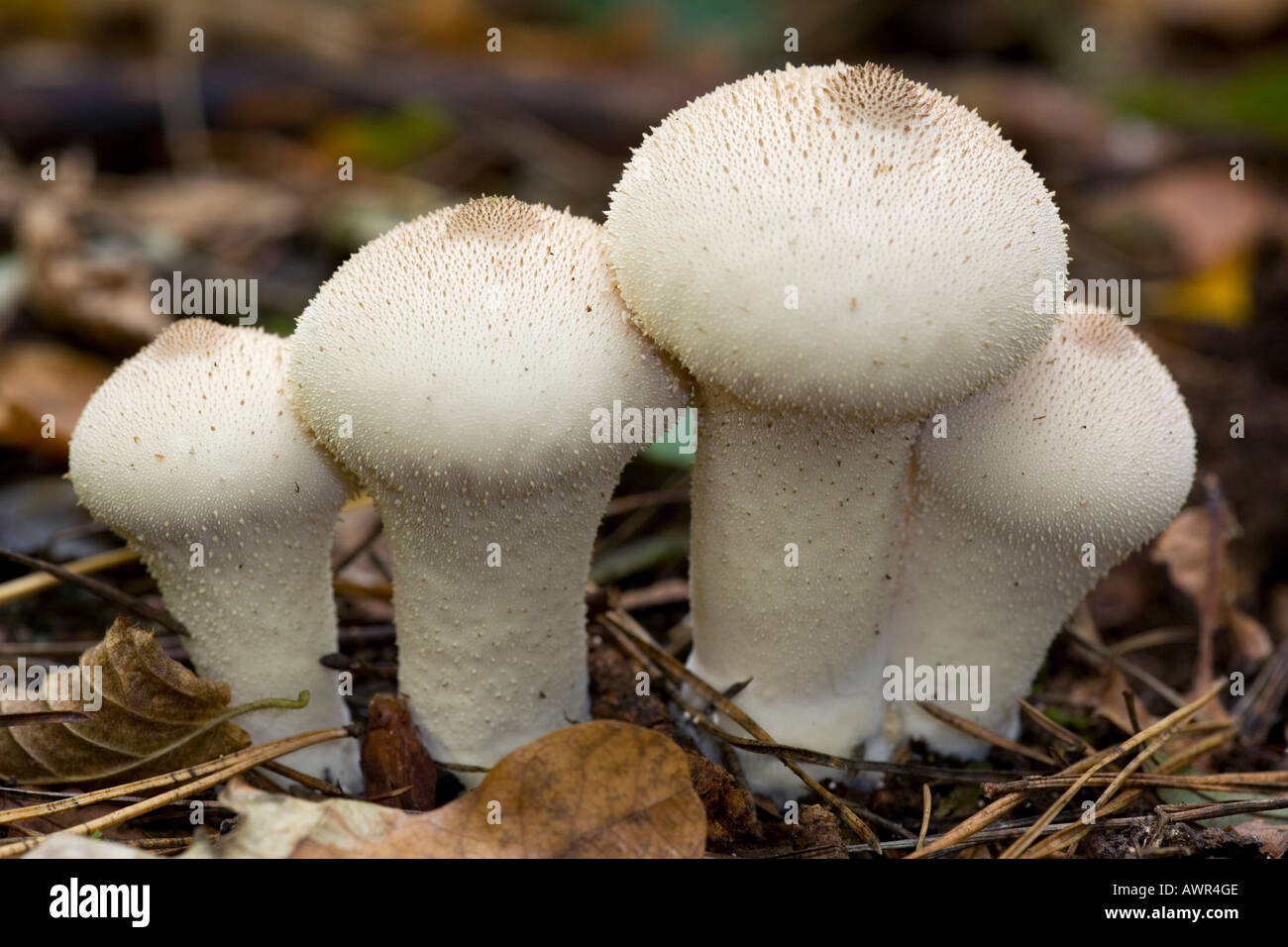 Gruppe von Flaschenboviste wächst in einer Linie unter Kiefernnadel Wurf Gamlingay Holz cambridgeshire Stockfoto