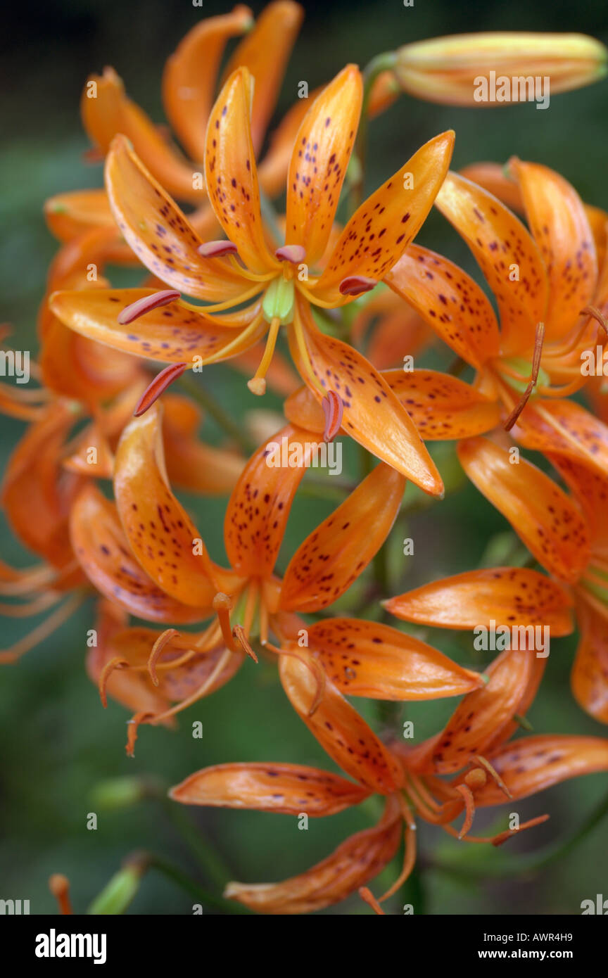 Kochang Lilie (Lilium Distichum) Stockfoto