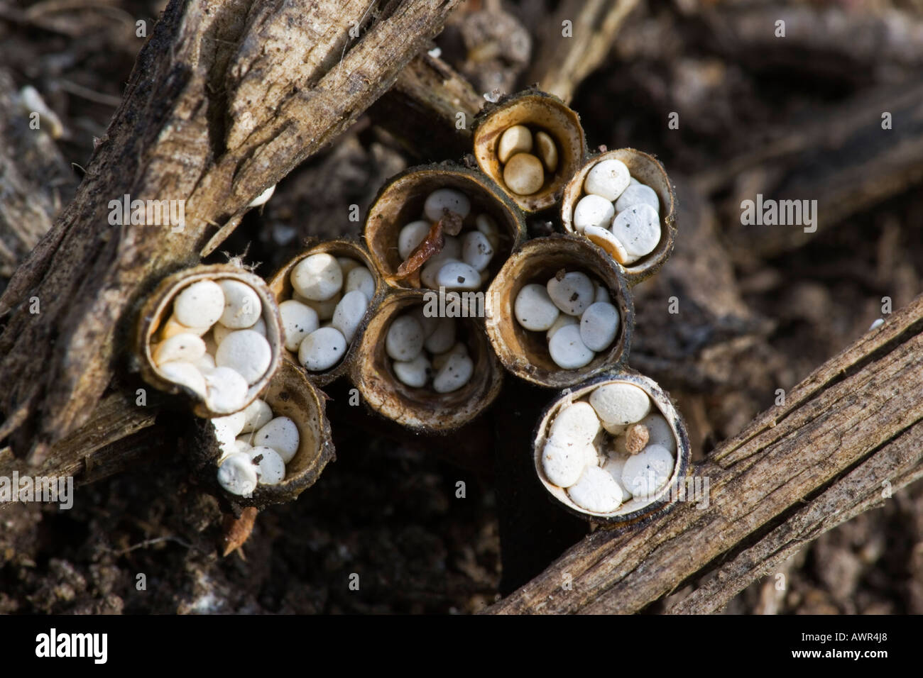 Vogel s Nest Pilze wachsen unter Pinien Streu der Lodge sandigen bedfordshire Stockfoto