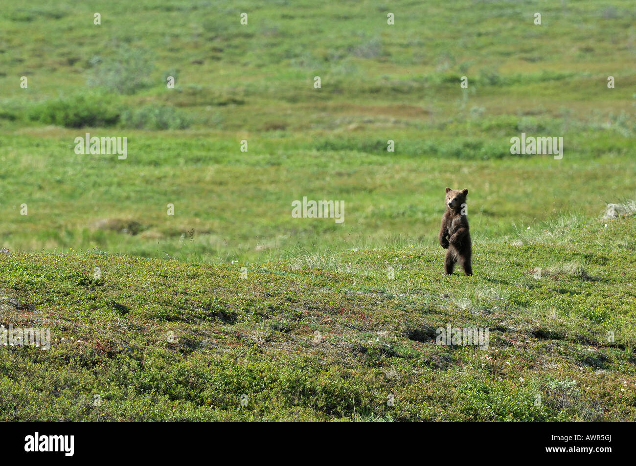 Brown Bear Cub (Ursus Arctos) ca. ein halbes Jahr alt, auf der Suche nach seiner Mutter, Denali National Park, Alaska, USA Stockfoto