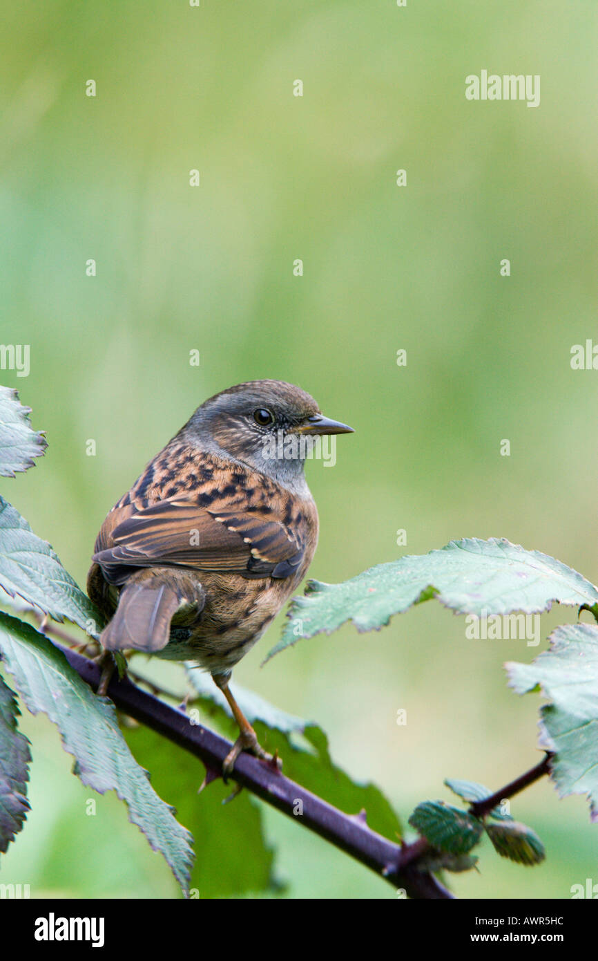 Heckenbraunelle Prunella Modularis gehockt Bramble Blick seitwärts und wachsam Potton bedfordshire Stockfoto