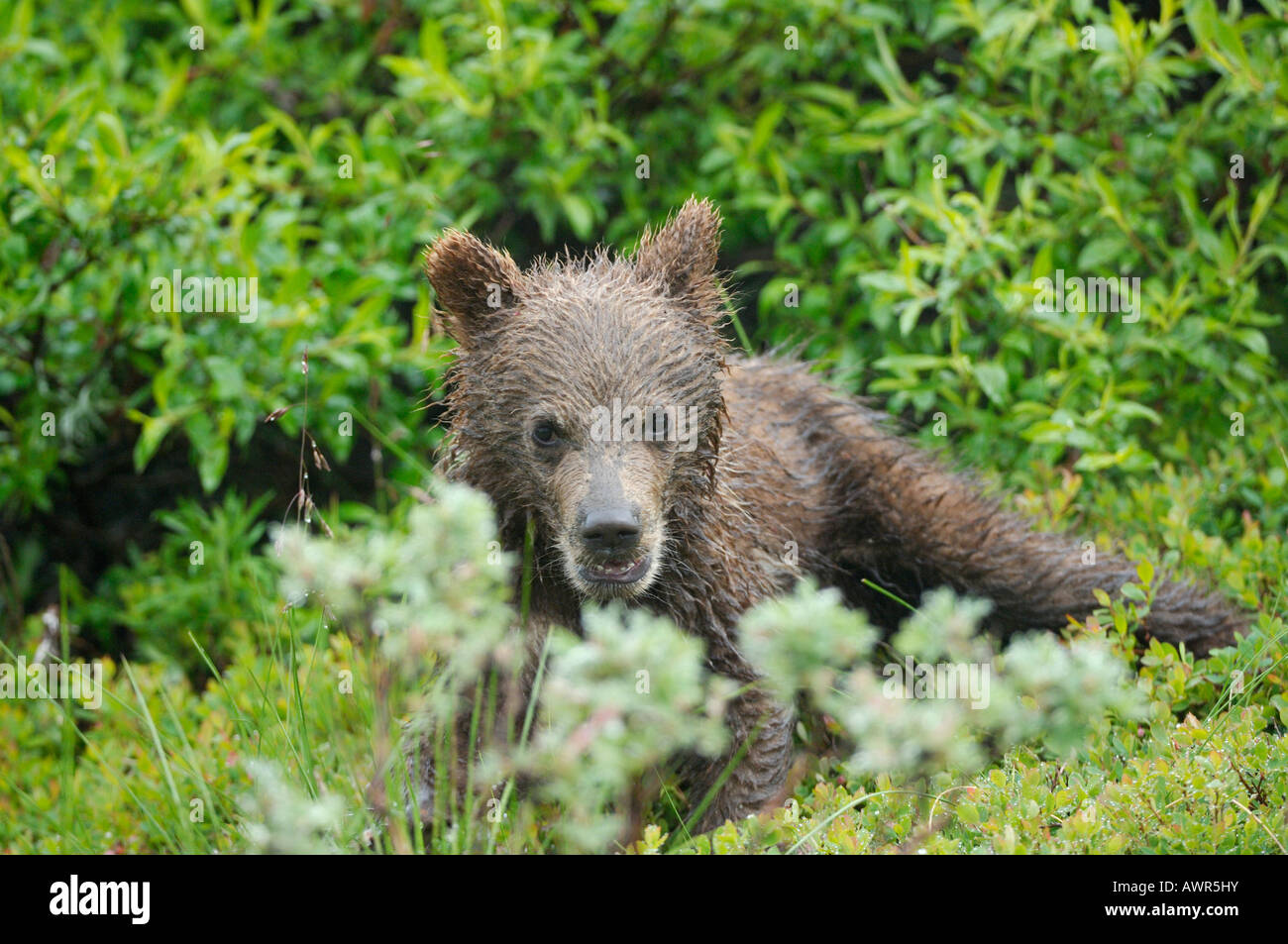 Brown Bear Cub (Ursus Arctos) ca. 6 Monate alt, Denali National Park, Alaska, USA Stockfoto