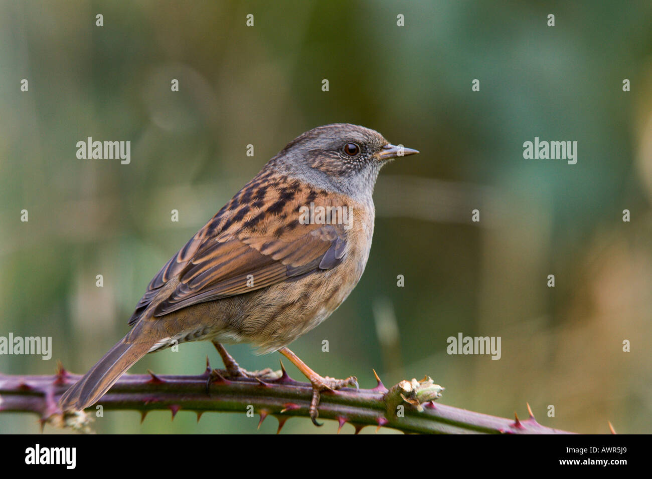 Heckenbraunelle Prunella Modularis gehockt Bramble alert Potton Bedfordshire suchen Stockfoto
