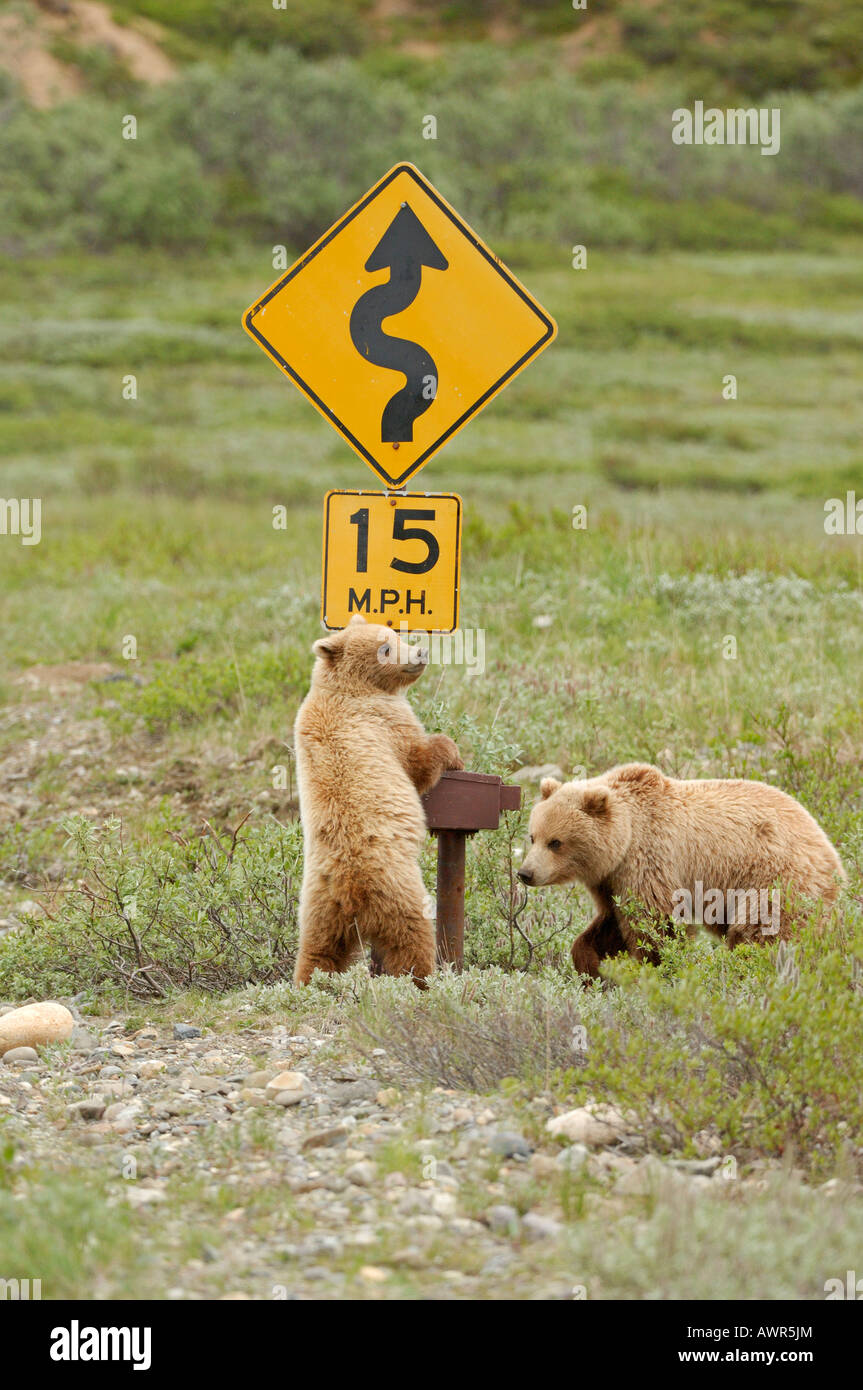 Brown Bear Cubs (Ursus Arctos) untersucht ein Straßenschild, Denali National Park, Alaska, USA Stockfoto