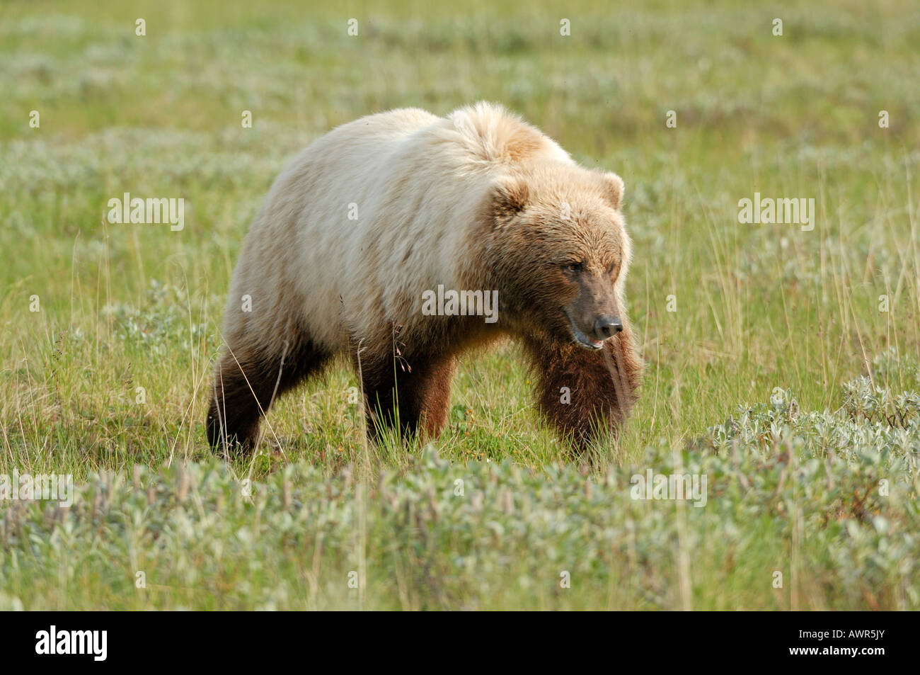 Braunbär (Ursus Arctos) durchstreift der Tundra, Denali National Park, Alaska, USA Stockfoto