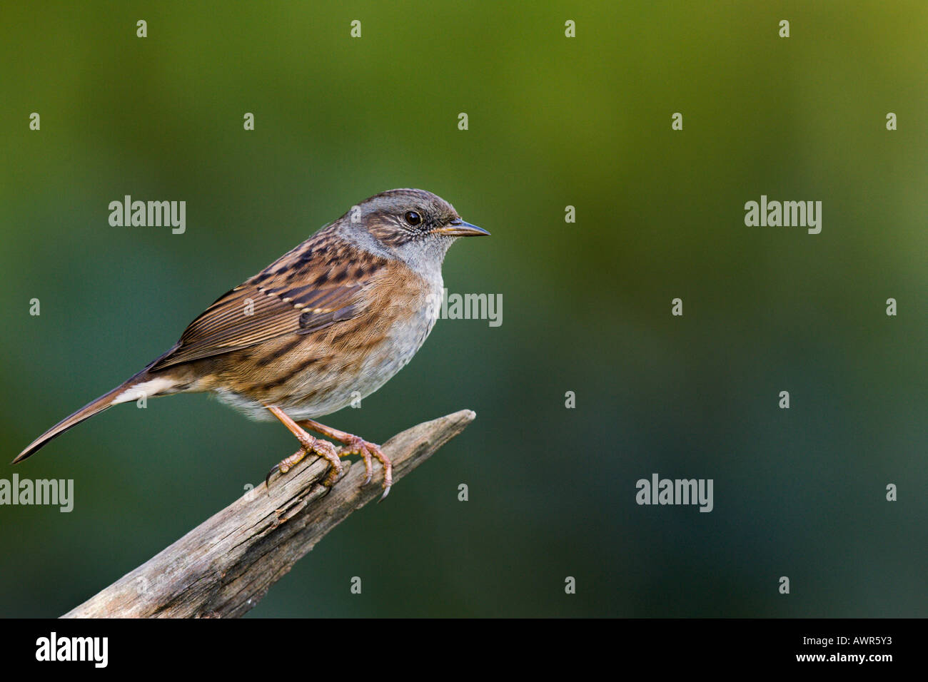 Heckenbraunelle Prunella Modularis Warnung am Ende des Zweiges mit schönen diffusen Hintergrund Potton Bedfordshire suchen Stockfoto