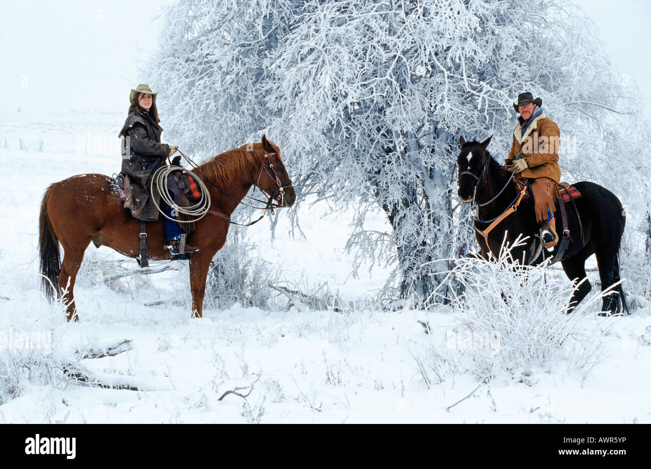 Cowboy und Cowgirl Vermessung von Pferden, Kanada Stockfoto