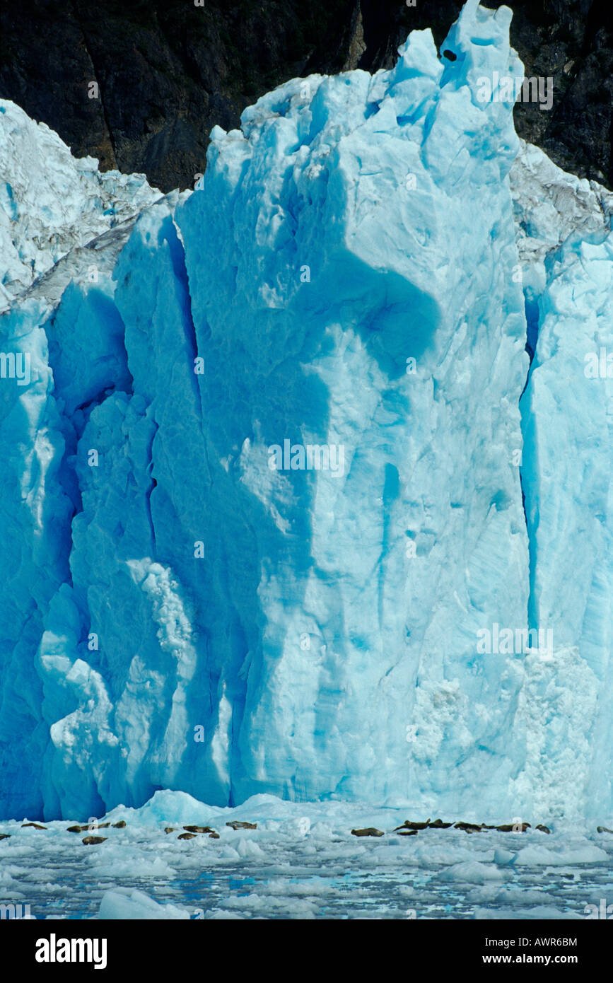 Chenega Gletscher fließen ins Meer, Eis fallen während Seehunde auf den Eisschollen, Prince William Sound, Alaska, USA dösen Stockfoto