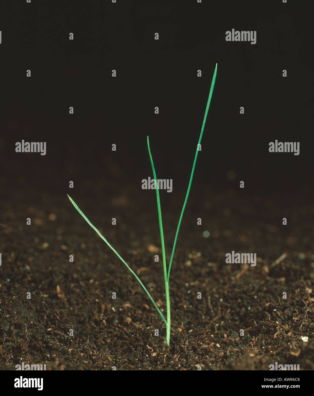 Schleichende gebogenen Agrostis Tenuis Sämling Ungras auf Boden-Hintergrund Stockfoto