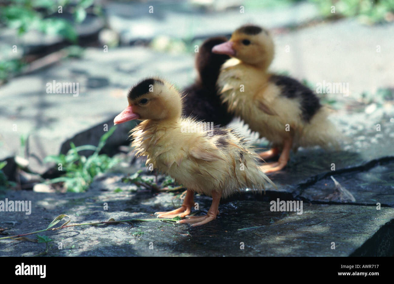 Junge Barbarie Entenküken ein wenig nass an einem hellen Sommertag Stockfoto