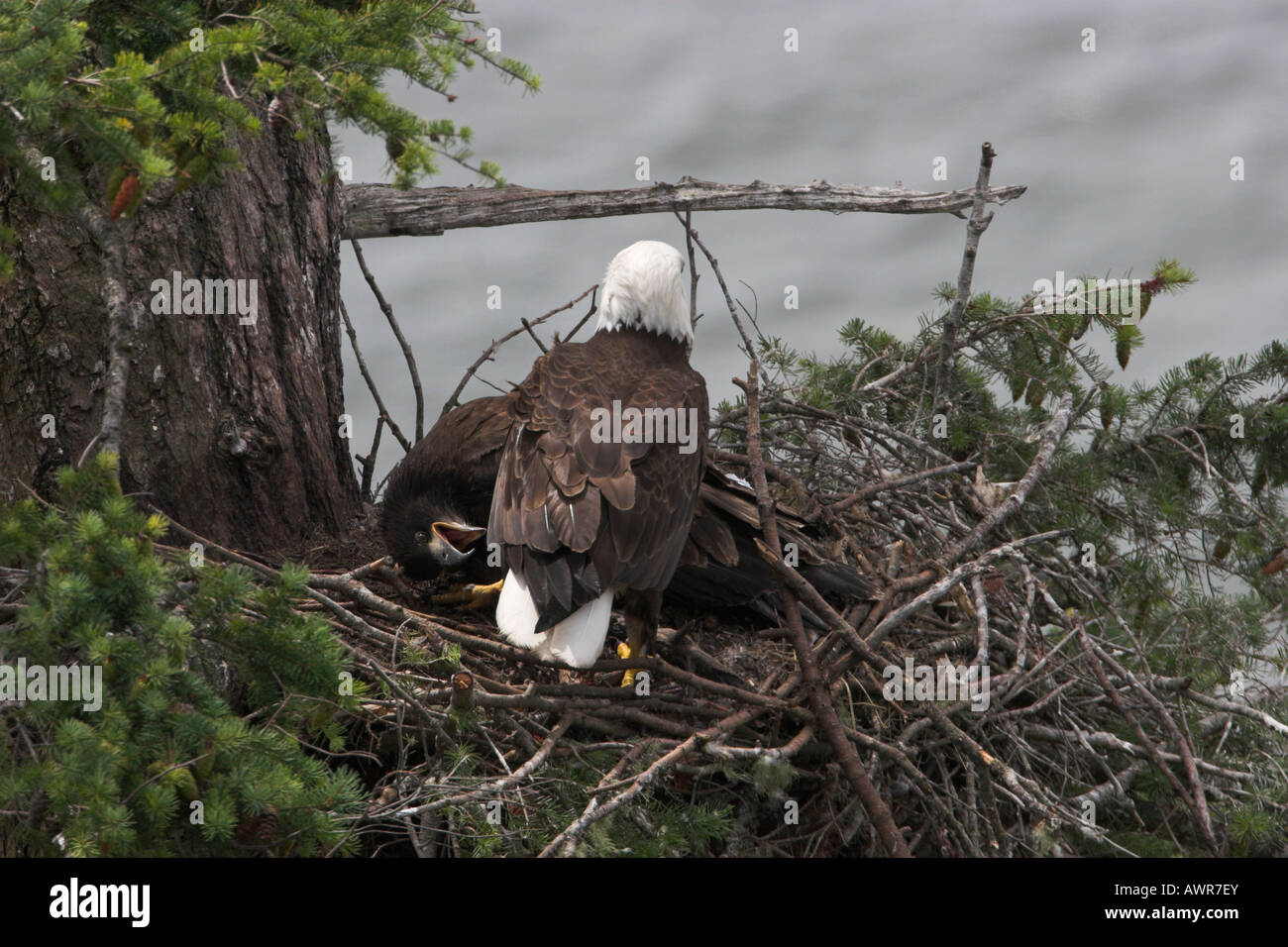 Weißkopfseeadler Haliaeetus Leucocephalus juvenile auf Nest mit übergeordneten scheinbar um einen Bissen zu nehmen! Stockfoto